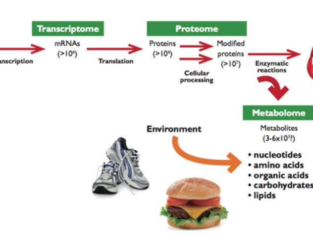   The amount and complexity of data increase from the genome to the transcriptome to the proteome. The metabolome is not only simpler and more  reflective of health status, it also incorporates environmental influences, for example, from exercise and diet.