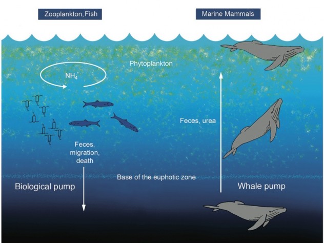 Courtesy of Peter Roopnarine, Joe Roman, and James J. McCarthy Roman's research demonstrated (center) that whales play a critical role in recycling oceanic nutrients because, unlike fish, they excrete waste at a level in the water column different from their preferred feeding zone.