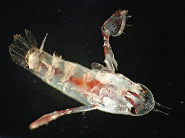A copepod