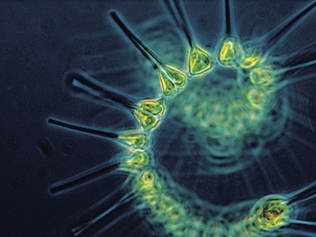 Photograph by the National Oceanic and Atmospheric Administration MESA ProJect Phytoplankton, the base of the ocean food chain