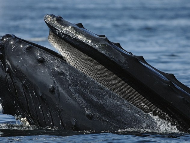 Photograph by Jeremy Winn/Woods Hole Oceanographic Institution A humpback at the water’s surface, where ships put the whales at risk.