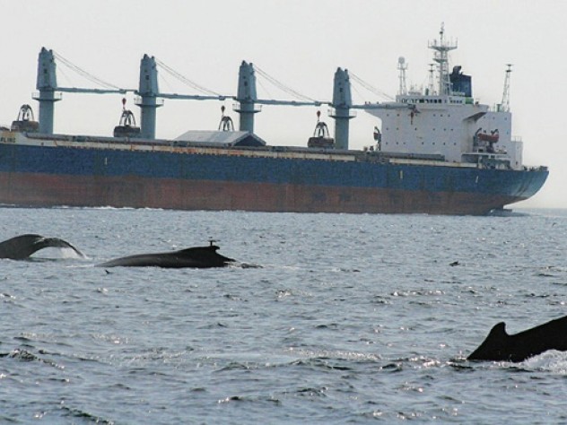 Yearly, some 2,000 large commercial vessels serving Boston harbor cross the Stellwagen Bank National Marine Sanctuary, intersecting with many whales.