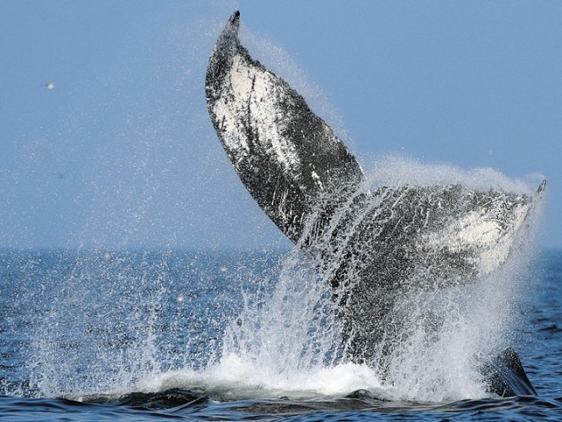 Photograph by Jeremy Winn/Woods Hole Oceanographic Institution A diving humpback shows its flukes—a favorite sight for whale watchers.