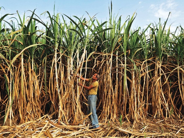 Sugarcane farmers, like this one near Ahmedabad, suffer seasonal scarcity—and the distortions from deprivation.