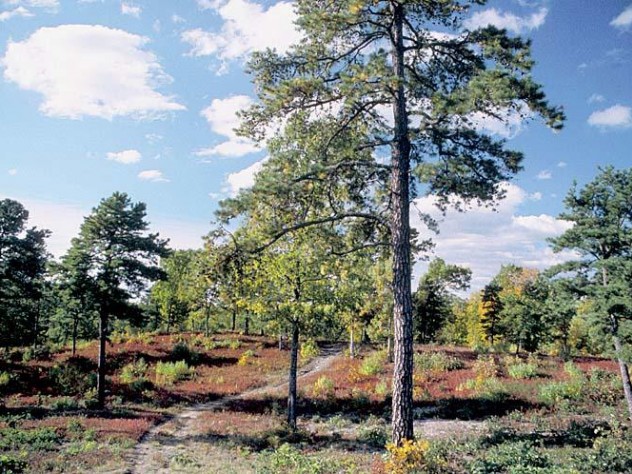 A scene from Weir Hill’s walking trails