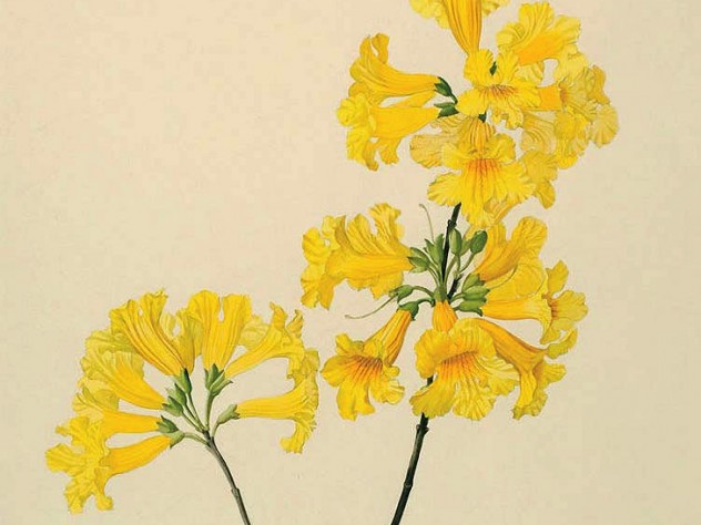 Margaret Mee painting of yellow trumpet tree