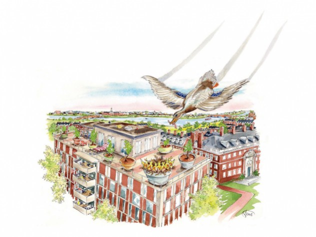 Drawing of a female mallard flying down to her nest on a Harvard rooftop with food for her seven ducklings, each bearing a letter on its chest spelling out H-A-R-V-A-R-D.