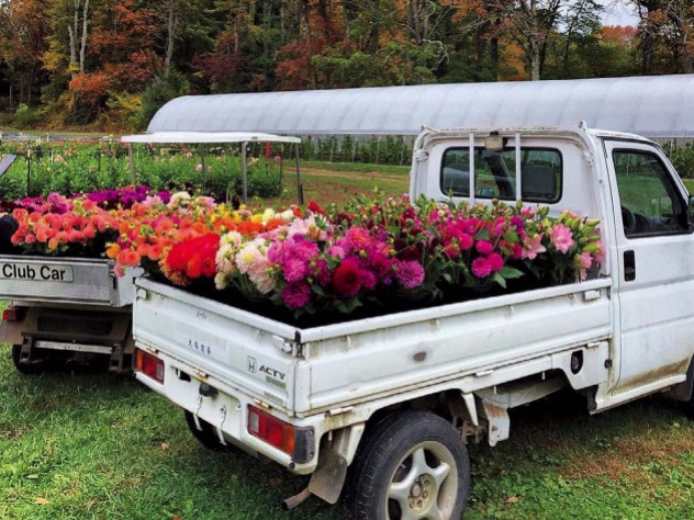 Pick up trucks filled with colorful flowers