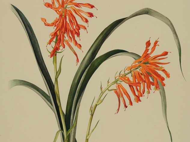 Margaret Mee painting of the bromeliad Pitcairnia flammea