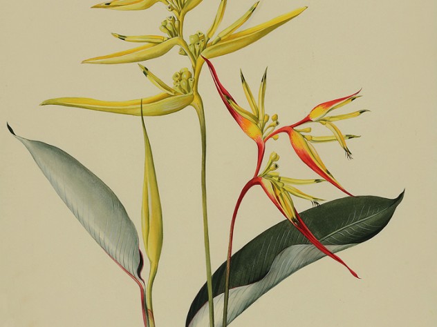 Margaret Mee painting of Heliconia