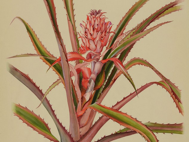 Margaret Mee painting of the bromeliad Ananas bracteatus, which is related to the pineapple