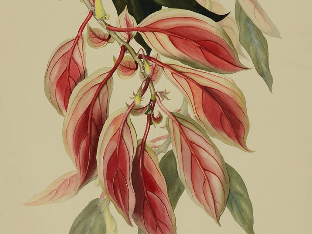 Margaret Mee painting of Nematanthus fluminensis