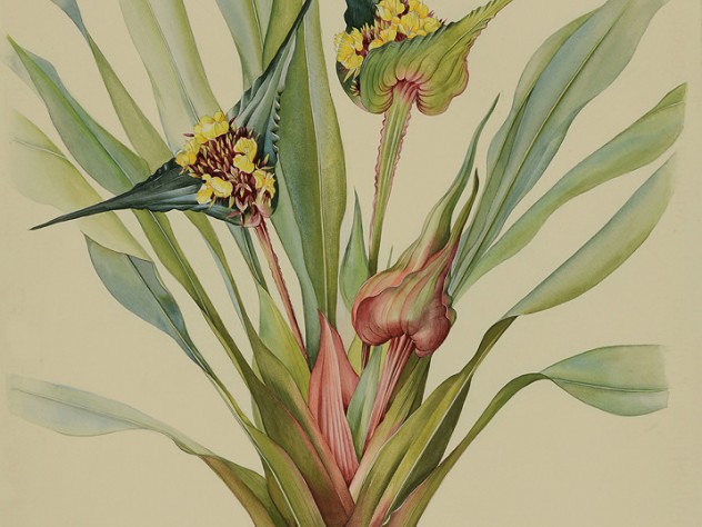 Margaret Mee painting of Rapataceae