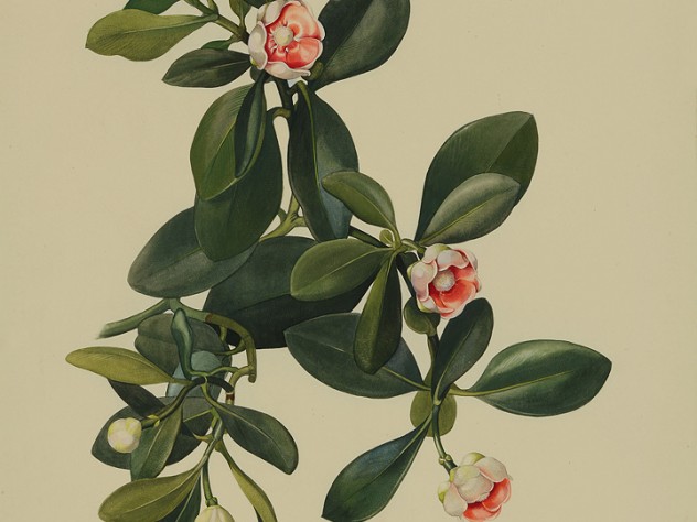 Margaret Mee painting of Guttiferae, Clusia