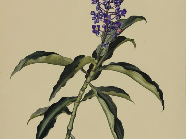 Margaret Mee painting of blue ginger