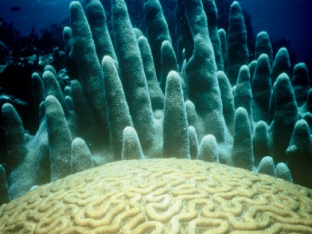 Photograph ©Armando Jenick A brain coral, four feet in diameter, against a backdrop of pillar coral, Rhone Reef, British Virgin Islands, 1989