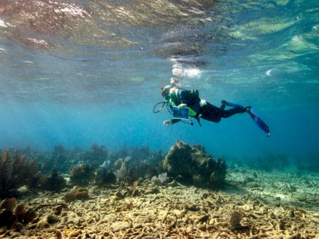Photograph by David Arnold Jerry Greenberg in 2010, above a bed of staghorn coral at Carysfort Reef (six miles east of Key Largo))