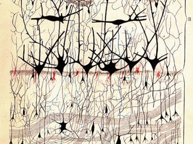 Courtesy of Dr. Paolo Mazzarello/University of Pavia/Department of Experimental Medicine/Section of General Pathology Italian histologist and future Nobel laureate Camillo Golgi made this drawing of a dog’s olfactory bulb in 1875. The features were revealed by a revolutionary method for staining nerve tissue that today bears his name.