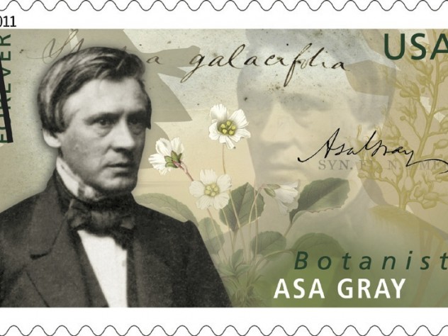 Courtesy of the United States Post Office The U.S. Postal Service on June 16 issued a first-class stamp honoring botanist Asa Gray. A natural history professor, Gray also founded the Harvard Summer School 140 years ago. The stamp shows plants that he studied as well as the words <i>Shortia galacifolia</i> in his own hand. The story of his epic quest for that plant is told at http://arnoldia.arboretum.harvard.edu/pdf/articles/838.pdf.