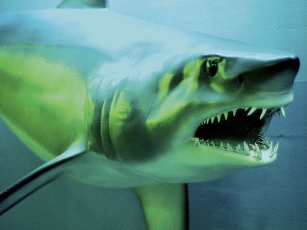 Courtesy of the Harvard Museum of Natural History A closeup from the renovated Fishes Gallery at the Harvard Museum of Natural History