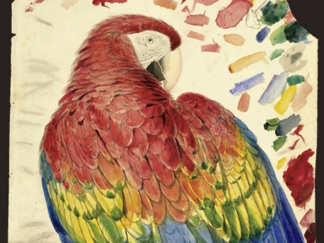 Courtesy of Houghton Library, ©President and Fellows of Harvard College, Harvard University Study of a Red and Yellow Macaw <i>(Macrocercus aracanga),</i> now known as Scarlet Macaw <i>(Ara macao).</i> Watercolor over graphite on paper.