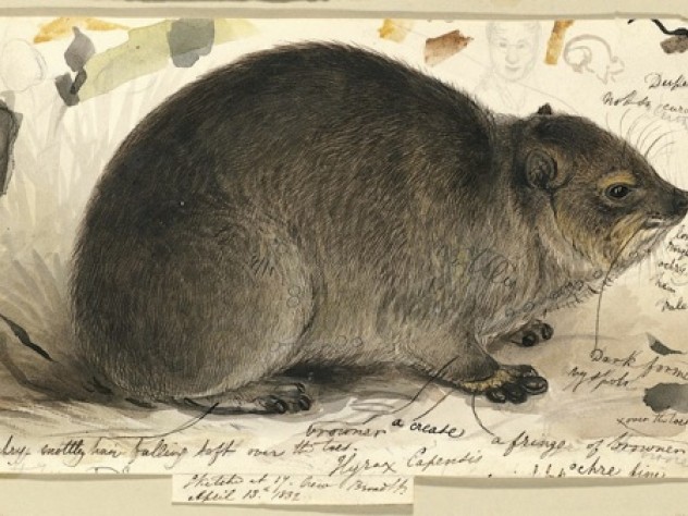 Courtesy of Houghton Library, ©President and Fellows of Harvard College, Harvard University Study of a Rock Hyrax <i>(Procavia capensis)</i>