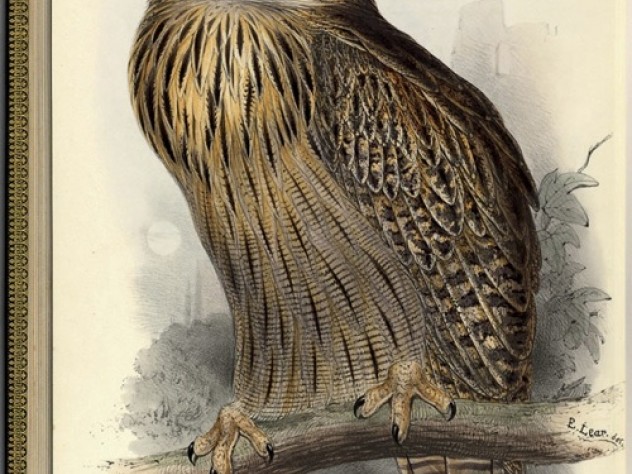 Courtesy of Houghton Library, ©President and Fellows of Harvard College, Harvard University Great Horned or Eagle Owl <i>(Bubo maximus).</i> Hand-colored lithograph, for John Gould, <i>The Birds of Europe.</i>
