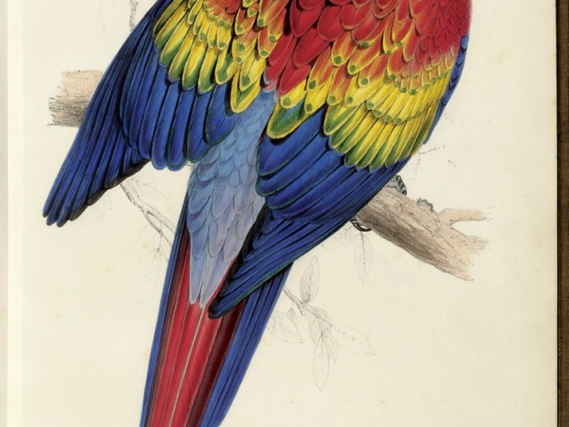 Courtesy of Houghton Library, ©President and Fellows of Harvard College, Harvard University A hand-colored lithograph of the Scarlet Macaw <i>(Ara macao)</i> appeared in Lear’s sumptuous book about parrots.