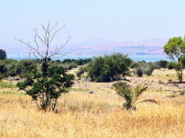 A natural field of wild cereal near Lake Kinneret (the Sea of Galilee). The domestication of wild grains began in the western wing of the so-called "Fertile Crescent"--not throughout the region as we are often taught--and spread from there. 