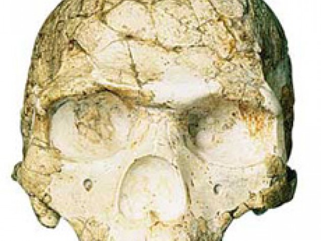 Photo by C. Tarka, American Museum of Natural History, for the ANCESTORS slide set; copyright and courtesy of Peabody Museum, Harvard University, Israel Antiquities Authority and Eric Delson Skulls of a Neanderthal from Amud (not pictured) and an early human from Skhul show morphological differences between the two groups.