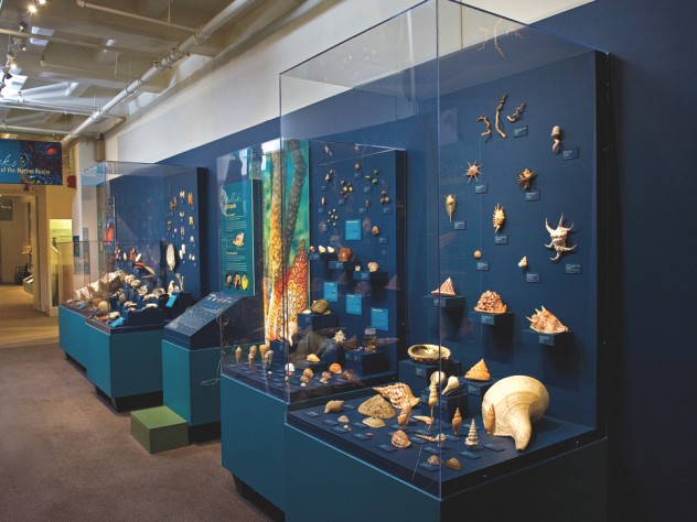 A view of <i>Mollusks: Shelled Masters of the Marine Realm,</i> a new exhibition at the Harvard Museum of Natural History 