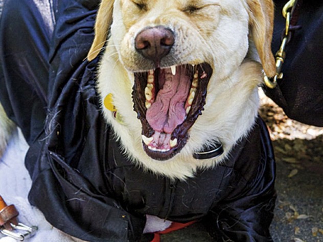 Photograph by Jon Chase/Harvard Public Affairs and Communications Canine critic Zoë, the seeing-eye dog of Kristin Anne Fleischner, J.D. ’14, attends Commencement suitably attired.