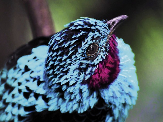 Photograph by Rachel Sarai Inspired by the bright blue feathers of the cotinga, Harvard researchers are developing structural colors that mimic its hue.