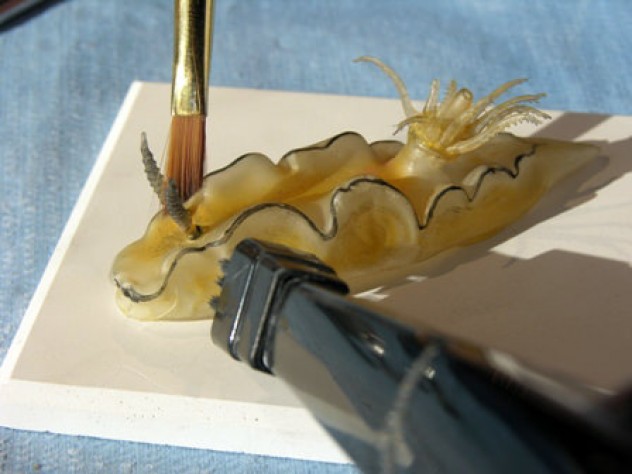 Photograph courtesy of the Museum of Comparative Zoology, Harvard University/©President and Fellows of Harvard College The exhibit marks a milestone in an ongoing eight-year restoration project. Here a black-margined nudibranch is cleaned. (MCZ SC232,<i> Casella philippinensis</i>)