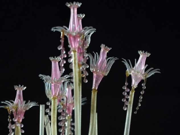 Photograph courtesy of the Museum of Comparative Zoology, Harvard University/©President and Fellows of Harvard College A new permanent exhibit at the Harvard Museum of Natural History showcases more than 50 glass models of marine invertebrates from the collections of the Museum of Comparative Zoology—models crafted by Leopold and Rudolf Blaschka, creators of the famous Glass Flowers. This model is <i>Tubularia indivisa</i>, or oaten pipes hydroid. (MCZ SC119)