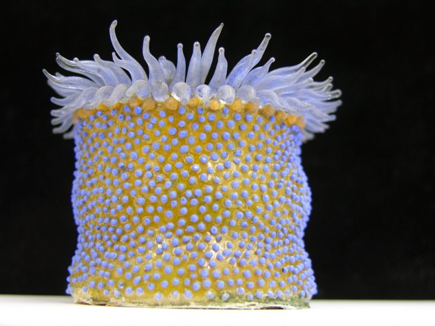 Photograph courtesy of the Museum of Comparative Zoology, Harvard University/©President and Fellows of Harvard College The restored marine invertebrate models are on display at the end of a special exhibit on mollusks, continuing to fulfill the educational purpose for which they were made. (MCZ SC50, <i>Phymactis florida</i>)