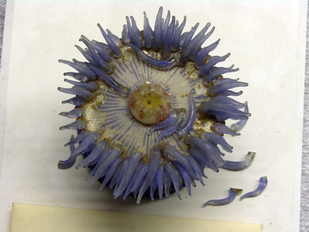 Photograph courtesy of the Museum of Comparative Zoology, Harvard University/©President and Fellows of Harvard College The restoration shed light on the Blaschkas’ methods. The marine invertebrate models (here, another sea anemone) are made mostly of clear, painted glass and some colored glass, while the later botanical models made more use of colored glass. The Blaschkas likely made many parts, like tentacles, at once, assembling the models to order. (MCZ SC50, <i>Phymactis florida</i>)