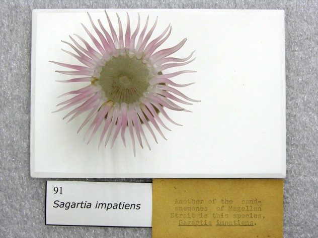 Photograph courtesy of the Museum of Comparative Zoology, Harvard University/©President and Fellows of Harvard College Brill removed the old glue from the pieces and reattached them using reversible archival adhesive. (MCZ SC58, <i>Sagartia impatiens</i>)
