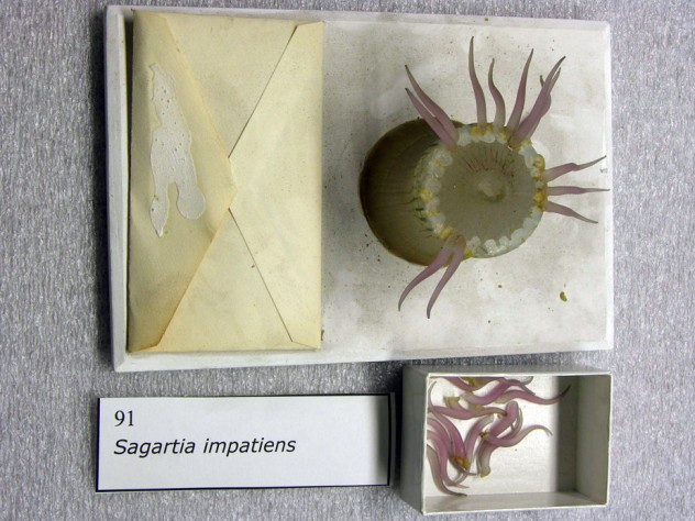 Photograph courtesy of the Museum of Comparative Zoology, Harvard University/©President and Fellows of Harvard College More than 100 years after the models were made, the animal-hide glue used in their construction had begun to deteriorate, causing some pieces to fall off, as with this model of a sea anemone. (MCZ SC58, <i>Sagartia impatiens</i>)