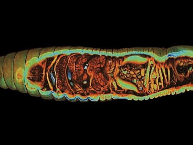 Image courtesy of Rosa M. Fernández García and Alexander Ziegler A still from a video shows the internal the organs of an earthworm, including its four hearts, in blue.