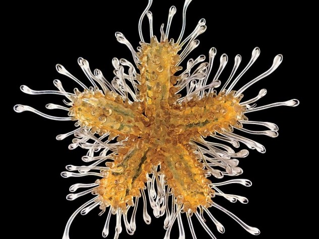 A star is born (in glass): a juvenile common sea star, Asterias rubens.