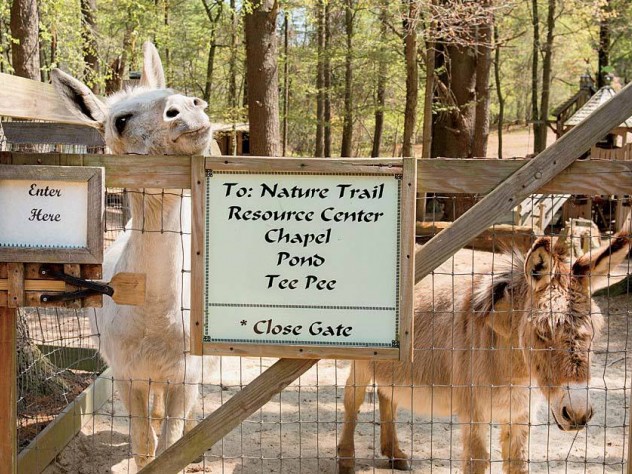Beyond the entrance, donkeys greet visitors.