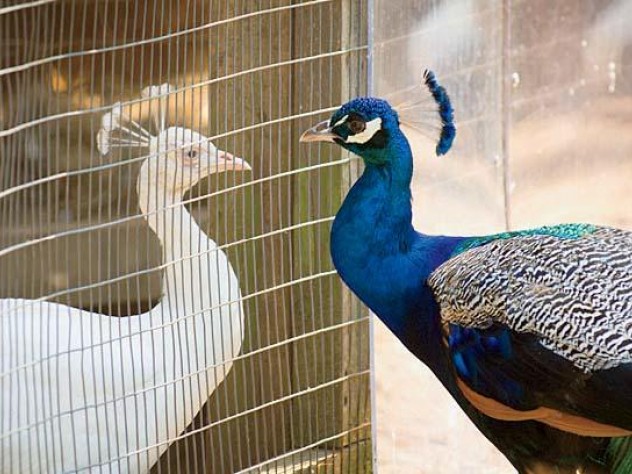 Peafowl commune at the aviary.