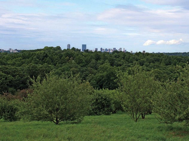 Views of Boston from the arboretum's Peters Hill