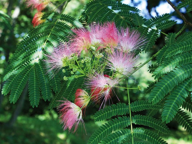 Pink blossoms of the mimosa tree