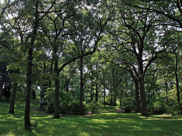 Shady grove of oak trees