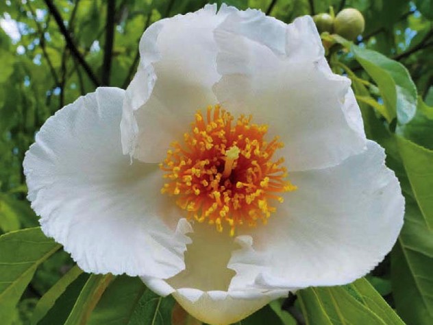 White blossom of the Franklin tree