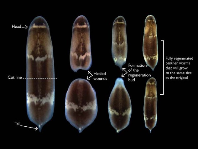 Could Regenerative Biology Work In Humans Harvard Magazine