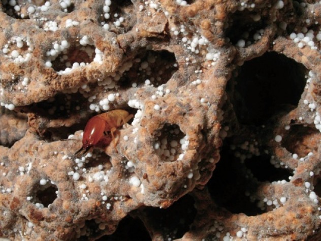 Photograph courtesy of Robert M. Pringle Termites like this soldier, patrolling a piece of fungal comb, aerate and improve the soil near their mounds.