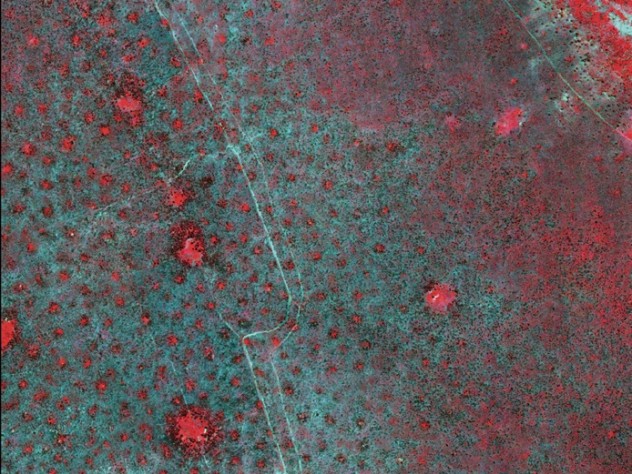 Satellite imagery revealed the grid-like distribution of termite mounds (the small red spots) in the Kenyan savanna. Such patterning optimizes ecosystem productivity. 